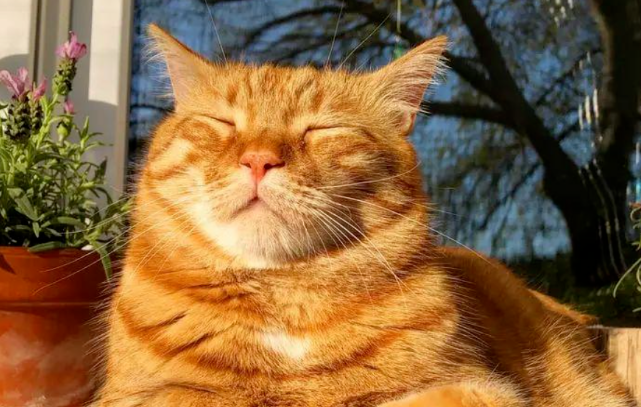 What Role Does Your Cat Play at Home?