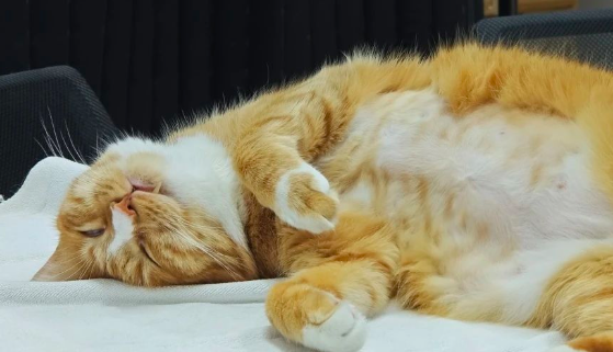 Can Cats Go Their Whole Life Without a Bath? What Happens If They Do?