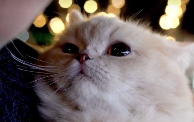 How Do Cats Recognize You as Their “Owner”? These 4 Behaviors Will Stay in Their Memory Forever! No Matter How Much Time Passes, They Won’t Forget!