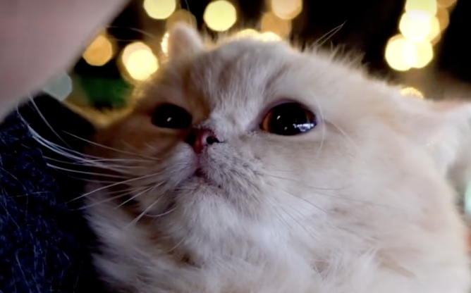 How Do Cats Recognize You as Their “Owner”? These 4 Behaviors Will Stay in Their Memory Forever! No Matter How Much Time Passes, They Won’t Forget!