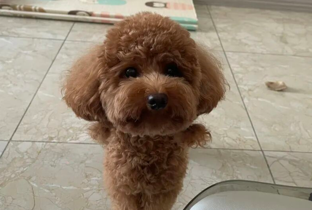 Why Do Dogs Bark When They Hear Sounds Outside the Door? Here’s the Reason You Need to Know!