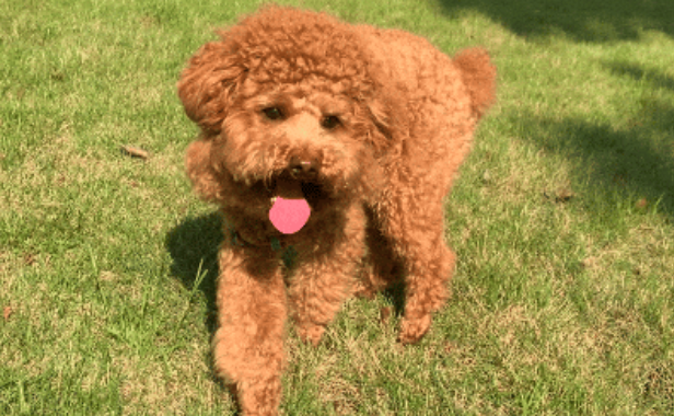 When Your Dog Breaks Free from the Leash, Don’t Chase—It Will Run Faster! Use These Methods to Get Them to Come Back