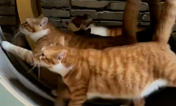 How Scary Are Self-Disciplined Cats!