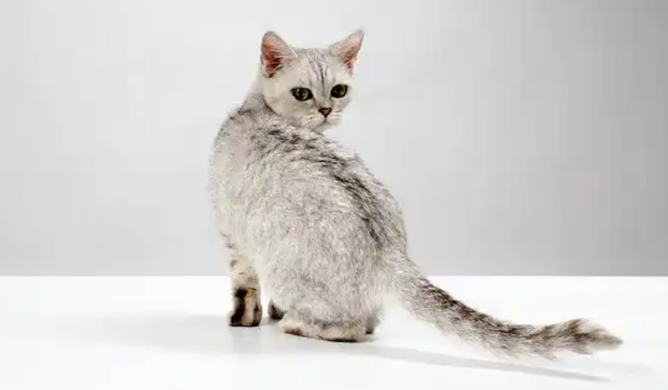 Why Do Cats Keep Leading People to the Same Place?