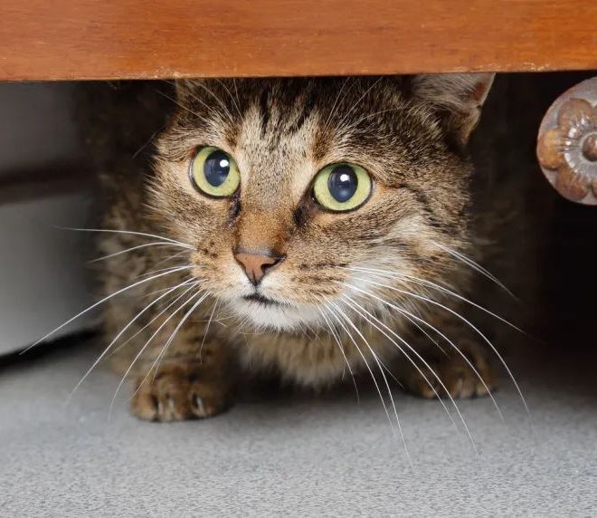 No More Punishment! 3 Steps to Teach Your Cat the Right Way