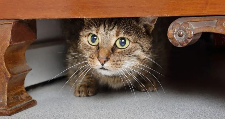 No More Punishment! 3 Steps to Teach Your Cat the Right Way