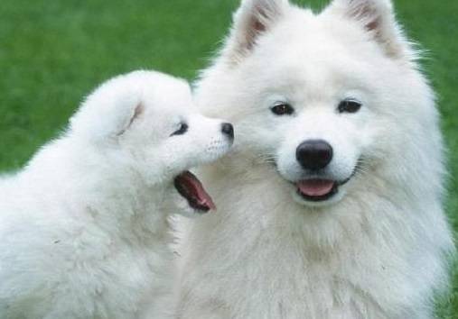 Why Do Dogs Respond to You Instantly? Is It Because of Their Wolf Ancestry?