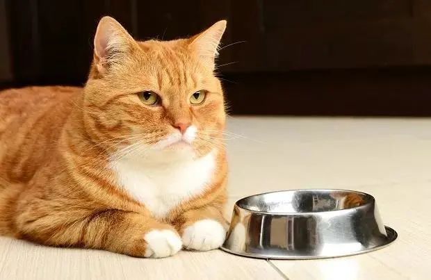 Why Do Cats Like to Scoop Water With Their Back Legs? What to Do If They’re Addicted to Foot-Washing Water?