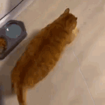 Why Do Cats Wiggle Their Hips Before Attacking?