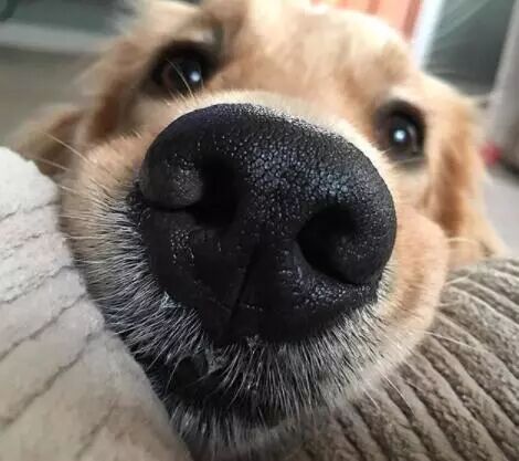 After Learning How Powerful a Dog’s Nose Really Is… You’ll Never Dare to Pet Another Dog Again!