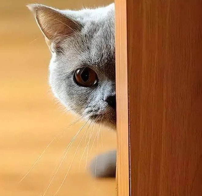 8 Cat Behaviors That Show Your Kitty Is Actually Protecting You — Stop Misunderstanding Its Love!