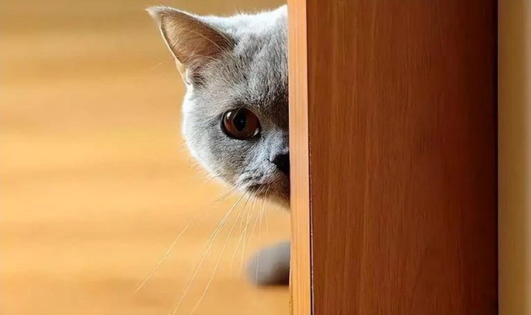 8 Cat Behaviors That Show Your Kitty Is Actually Protecting You — Stop Misunderstanding Its Love!