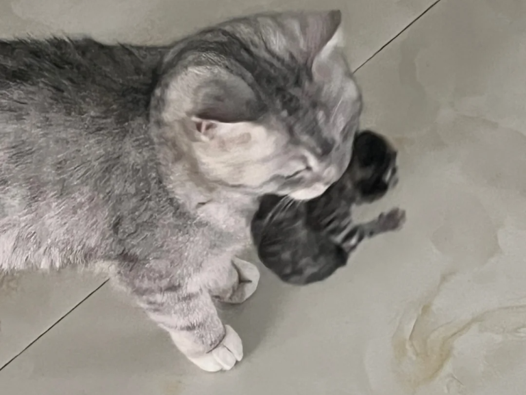 After Raising Cats for Years, I Finally Realized — When a Mother Cat Brings You Her Kittens, It’s Not Really About Trust!
