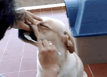 How Important Is Brushing Your Dog’s Teeth?