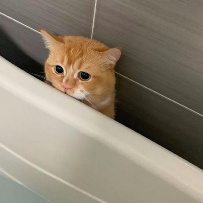 4 Bugs in Cat Physiology — Learn to Exploit These Loopholes and You’ll Be Unstoppable