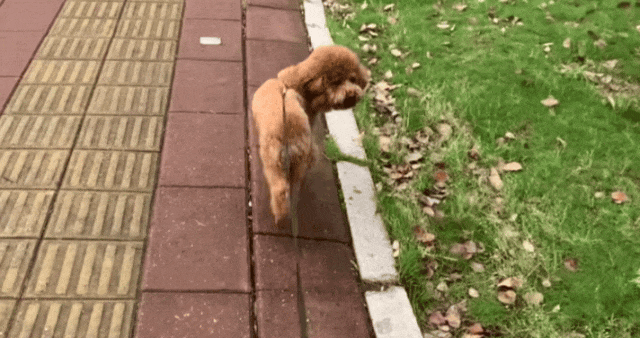 5 Essential Skills Every Dog Must Learn: The More They Learn, the Easier the Care