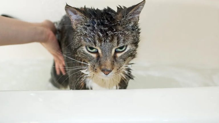 Why Do Cats Hate Baths So Much?