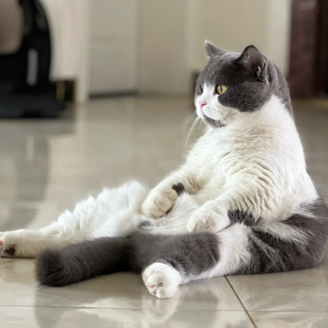 After Raising Cats for a While, I Realized They Sometimes Sit Like Humans—Here’s What It Really Means