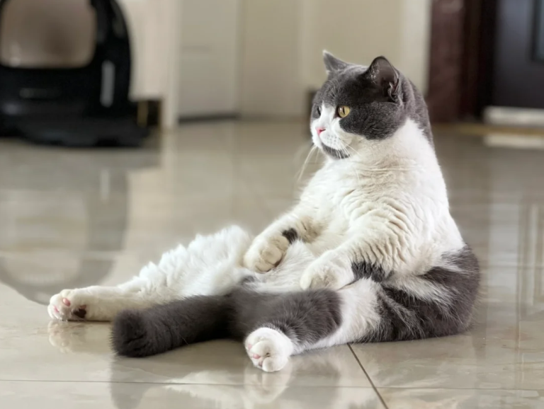 After Raising Cats for a While, I Realized They Sometimes Sit Like Humans—Here’s What It Really Means