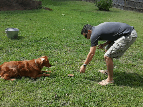 Training a Loose “Wild Dog” in 5 Simple Steps…