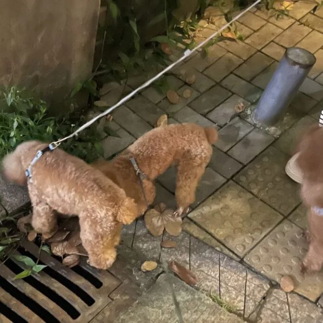 How Many Walks Does Your Dog Need Every Day? Are You Meeting Their Needs?