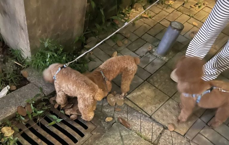 How Many Walks Does Your Dog Need Every Day? Are You Meeting Their Needs?