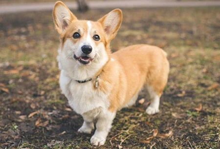 How Do Dogs Know Their Name? Why Do They Respond When Their Owner Calls?