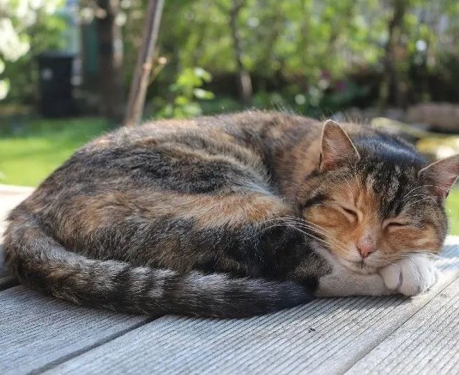 Why Do Cats Circle Before Sleeping?