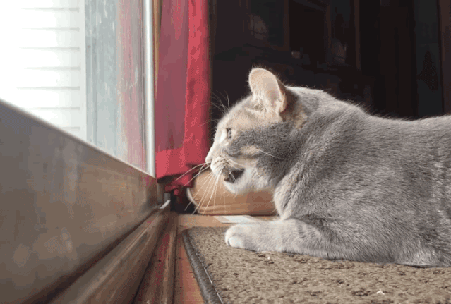 Can Cats Understand When Humans Meow at Them?