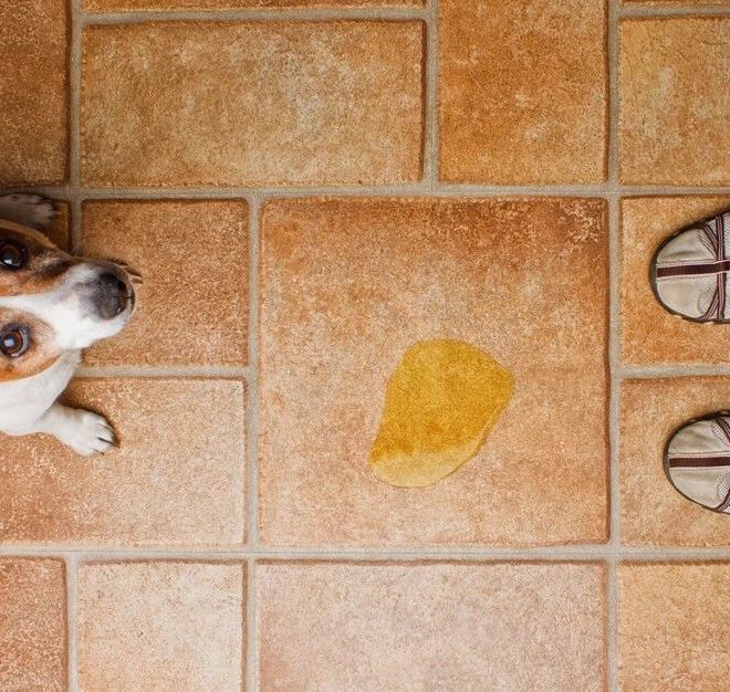 My Dog Used to Pee in One Spot, But Recently It’s Started Peeing While Walking—What’s Going On?