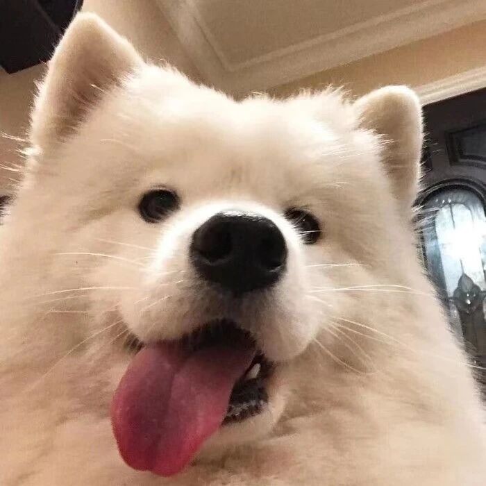 These Effective Punishment Methods for Dogs After They Make Mistakes