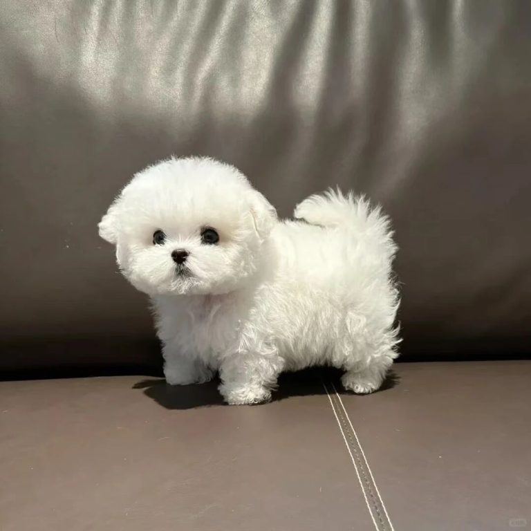 Puppy Behavior Training!