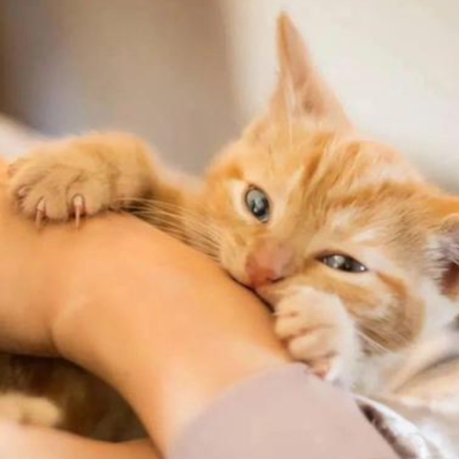 How to Tell the Difference Between a Cat’s ‘Playful Bite’ and a ‘Bite to Hurt’? Should You Punish This Behavior？