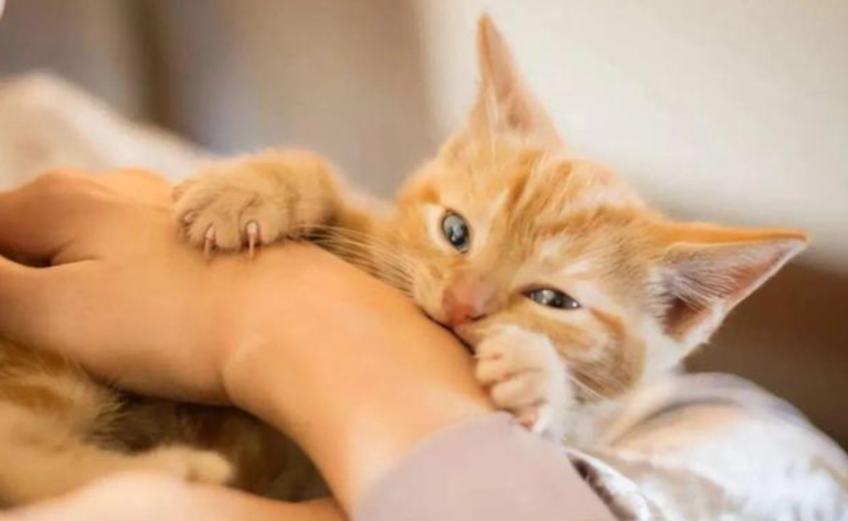 How to Tell the Difference Between a Cat’s ‘Playful Bite’ and a ‘Bite to Hurt’? Should You Punish This Behavior？