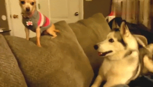 Is It Okay to Hit Your Dog When They Won’t Listen?