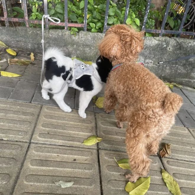 Why Do Dogs Often Pretend Not to Listen?