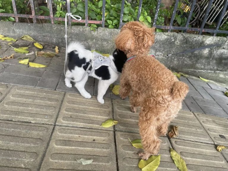 Why Do Dogs Often Pretend Not to Listen?