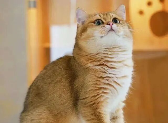 Why Cats Are Considered Wealth-Bringing and Evil-Repelling Creatures in Traditional Culture: A Look at the Mystical Role of Cats