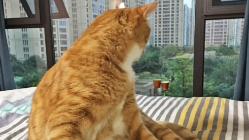 5 Easy and Affordable Enrichment Tips to Keep Your Cat Entertained at Home Alone!