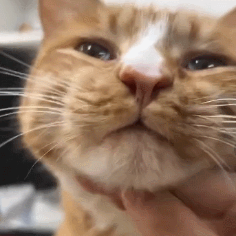 6 Things You Shouldn’t Do Too Often When Raising a Cat!