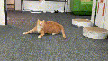 How Long Should You Play with Your Cat Each Day? You Might Not Be Meeting the Mark