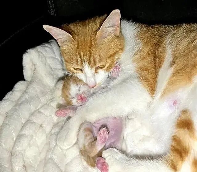 Do Cats Remember Their Parents When They Grow Up?