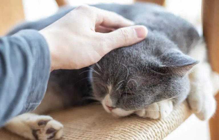 Why Do Cats Close Their Eyes When You Pet Their Head? The Little Secrets Behind It!