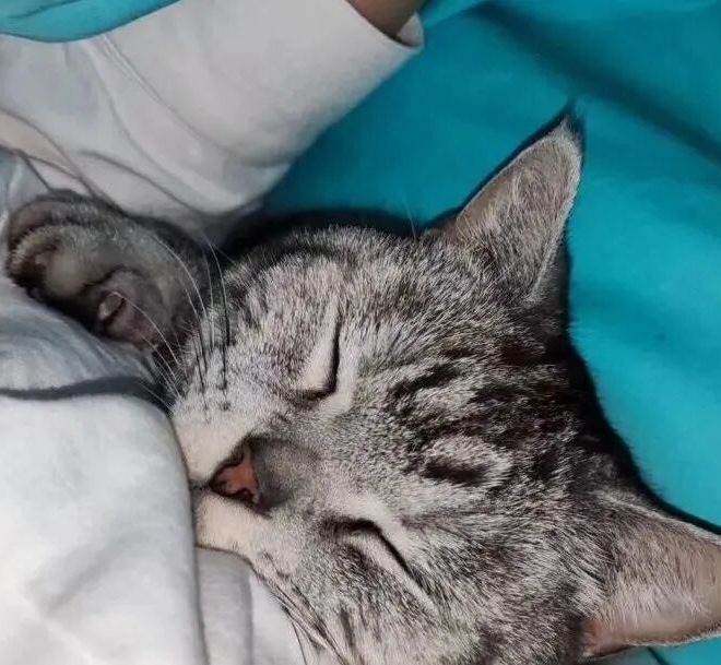 Can My Cat Detect If I’m Sick?