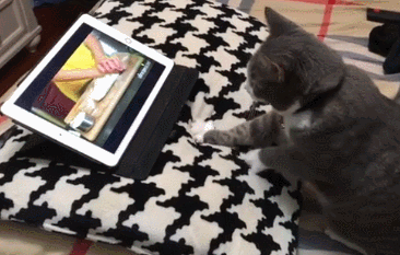 Why Do Cats Knead the Air?