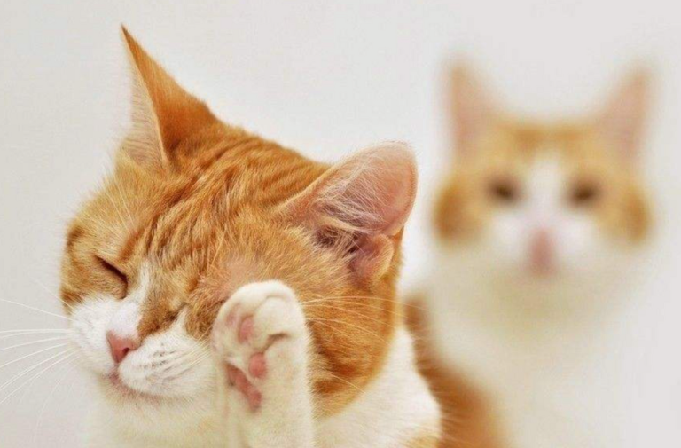 What Are the Toes Hair Tufts on Cats for? Can They Be Trimmed?