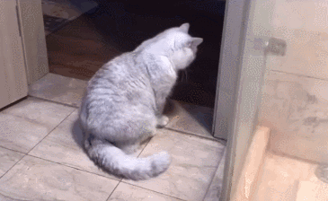 Why Do Cats Chase and Bite Their Own Tails? Do They Know It’s Theirs?