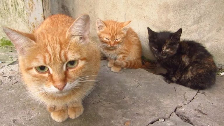 Can a Mother Cat Recognize Her Kittens Among a Group of Cats?