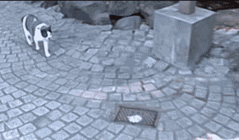 Can Lost Cats Find Their Way Home on Their Own?