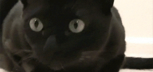 Why Do Cats’ Pupils Have a Vertical Slit Shape?